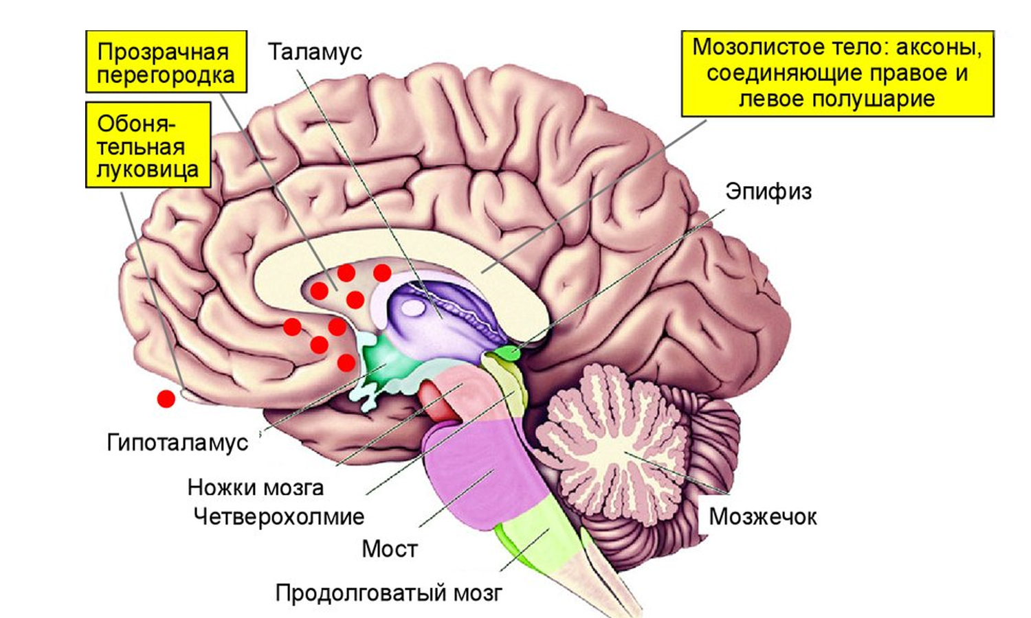 Ноги мозг голова. Таламус гипоталамус эпифиз. Гипоталамус зона мозга. Особенности строения гипоталамуса. Вентромедиальных ядер гипоталамуса.